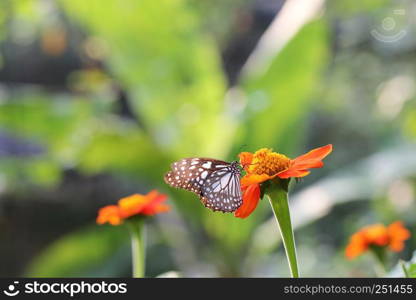 Butterfly fly in morning nature