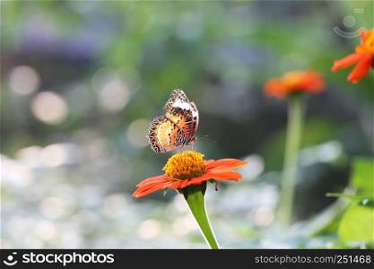 Butterfly fly in morning nature
