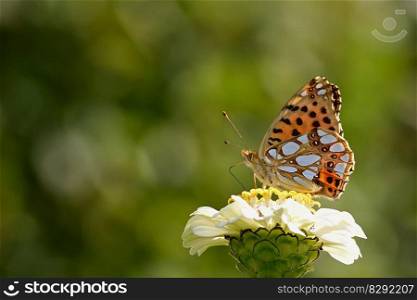 butterfly fritillary blossom bloom