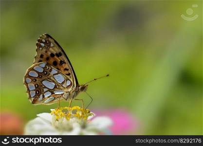 butterfly fritillary butterflies