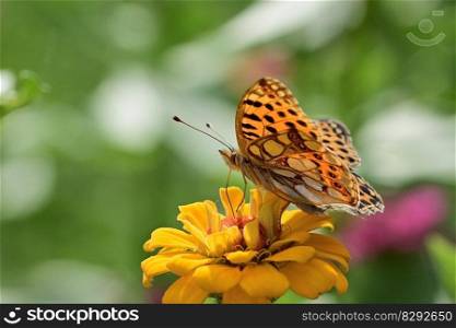 butterfly fritillary flower pollen