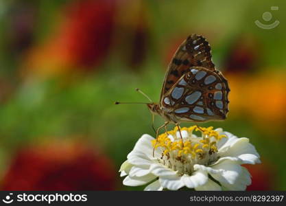 butterfly fritillary white zinnia