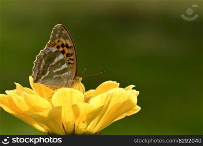 butterfly fritillary zinnia blossom