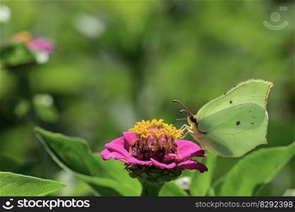 butterfly gonepteryx rhamni blossom