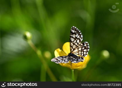 butterfly grid cl&moth close up