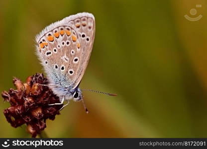 butterfly hauhechel  bluish wings