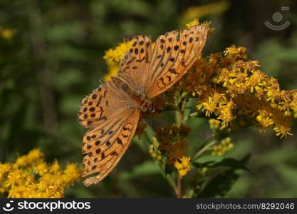 butterfly imperial coat insect