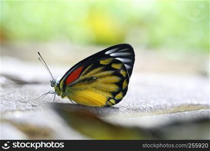 Butterfly in close up with green background
