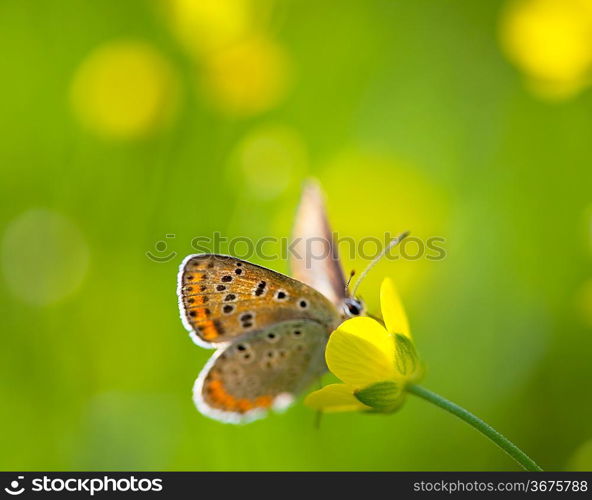 Butterfly in flower