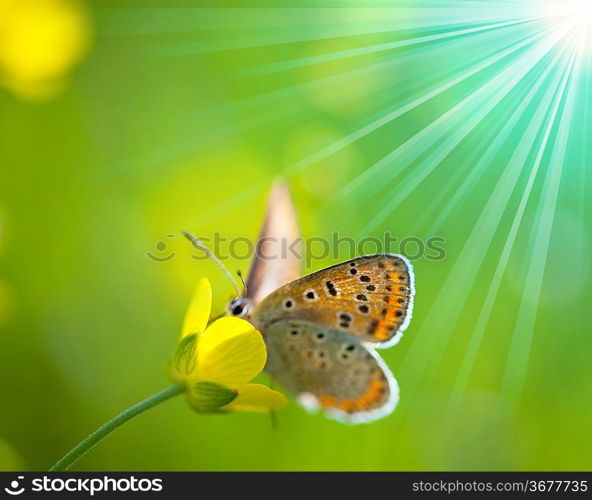 Butterfly in flower