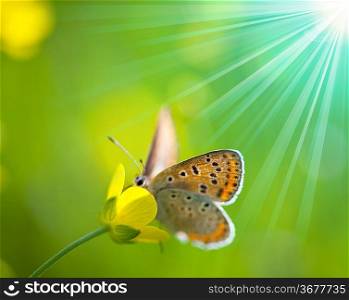 Butterfly in flower