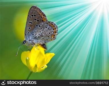 Butterfly in flower