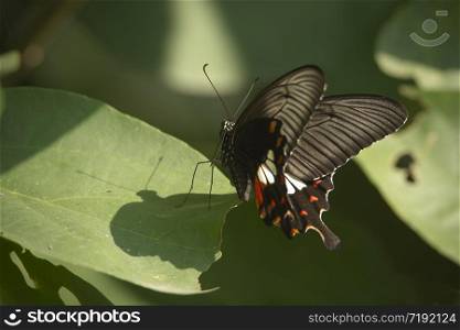 Butterfly in Nepal