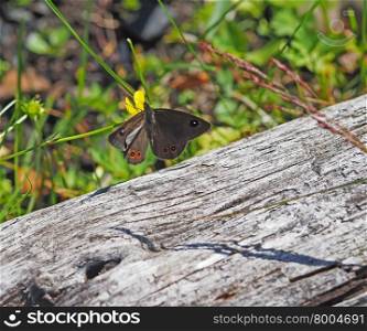 butterfly in the forest