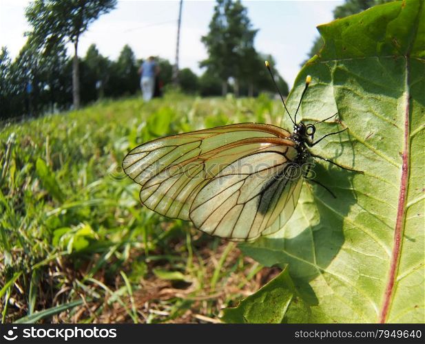 butterfly in the grass
