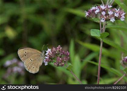 butterfly insect aromatic plant