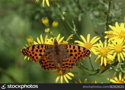 butterfly insect biodiversity