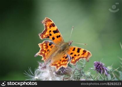 butterfly insect comma colours