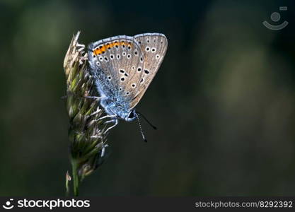 butterfly insect common blue