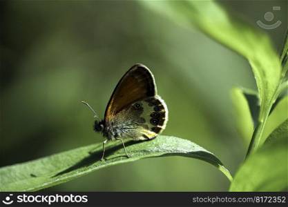 butterfly insect entomology foliage