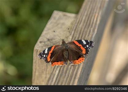 butterfly insect fauna nature