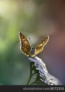 butterfly insect flower