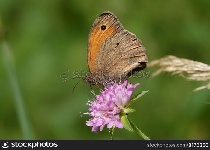 butterfly insect flower brown eye