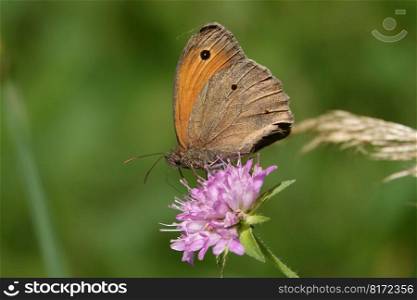 butterfly insect flower brown eye