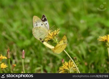 butterfly insect flowers grass