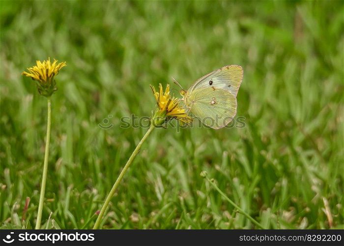butterfly insect flowers grass