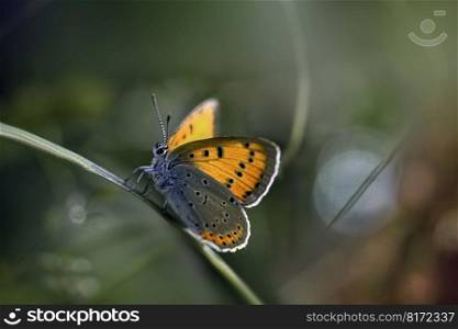 butterfly insect garden chernivtsi