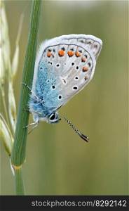 butterfly insect nature common blue