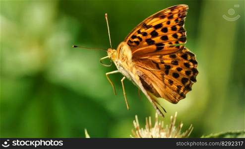butterfly insect nature fauna