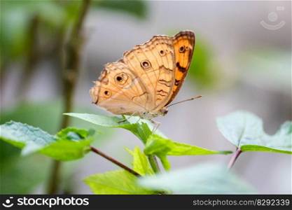 butterfly insect plant euploea core