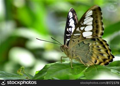 butterfly insect pollination wings