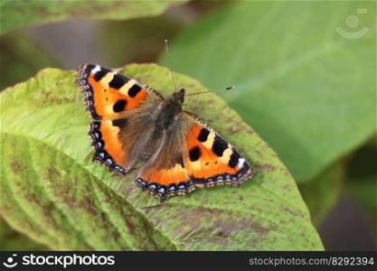 butterfly insect tortoise shell