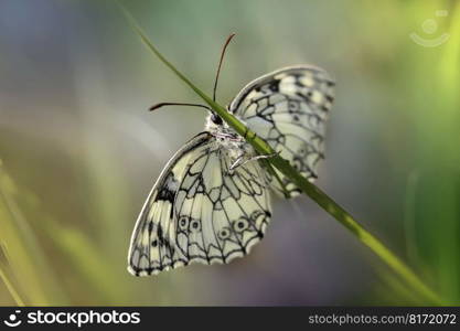 butterfly insect winged insect