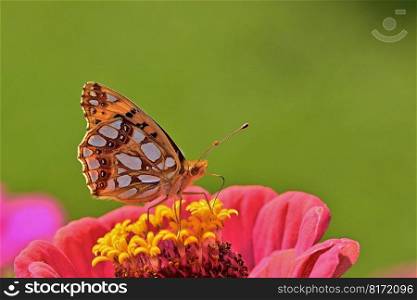 butterfly insect zinnia fritillary