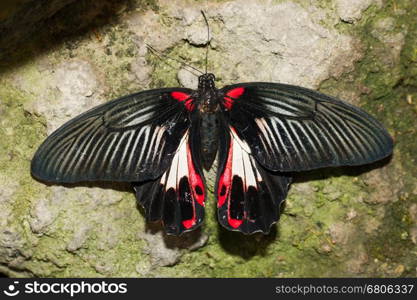 Butterfly insects pachliopta aristolochiae, sitting on a rock