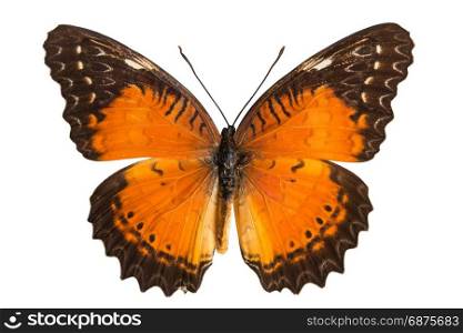 butterfly isolated on white with clipping path