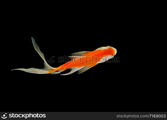 Butterfly Koi black background scene