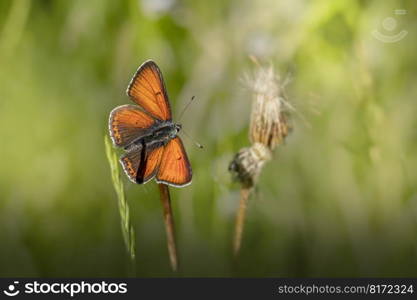 butterfly lepidoptera insect plant