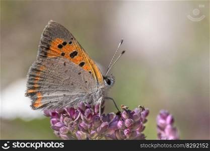 butterfly lepidoptera plant insect