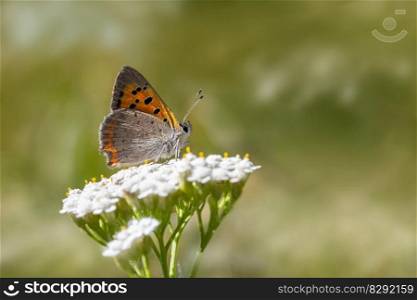 butterfly lepidoptera plant insect