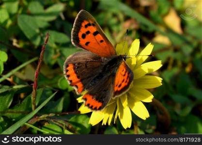 butterfly lycaena flower yellow