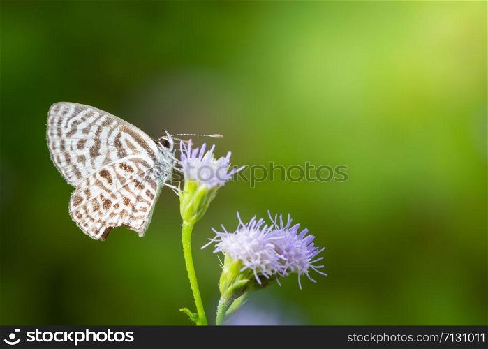 Butterfly macro on flower