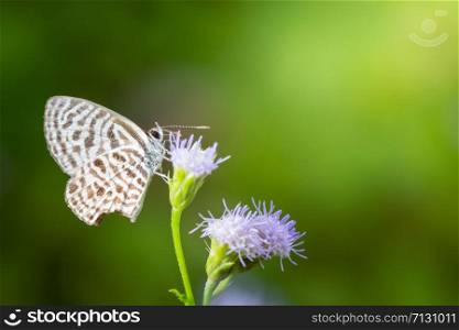 Butterfly macro on flower