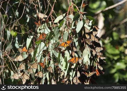 Butterfly migration in California. Migration from Mexico to Canada in the winter