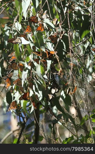 Butterfly migration in California. Migration from Mexico to Canada in the winter