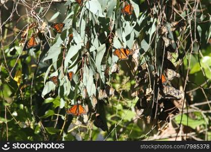 Butterfly migration in California. Migration from Mexico to Canada in the winter